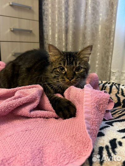 Котик молодой