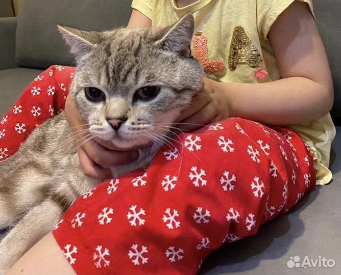 Кот шотландец на вязку