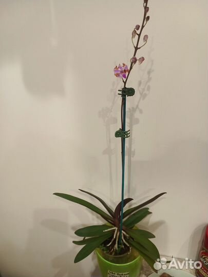 Орхидея