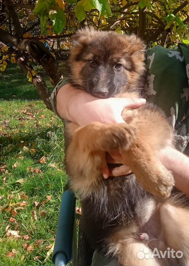 Немецкая овчарка