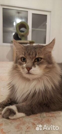 Винсент хочет домой