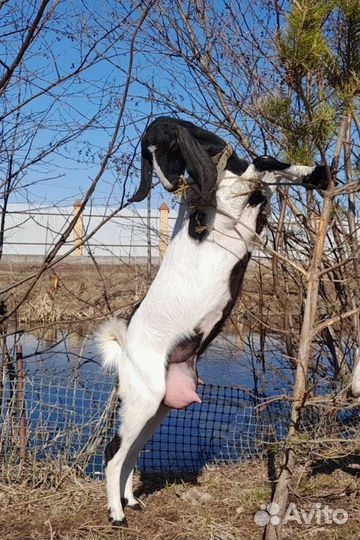 Коза нубийская / камори