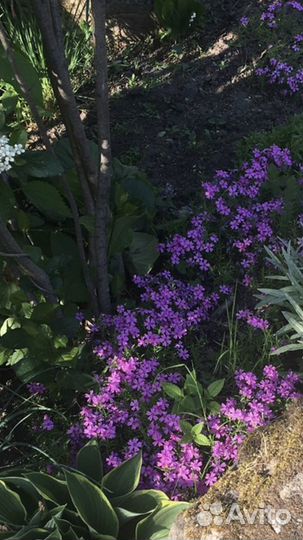 Многолетки для альпийской горки