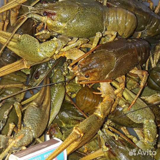 Раки живые / варёные