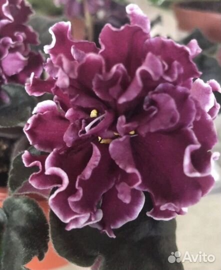 Набор новичка черенков сортовых фиалок