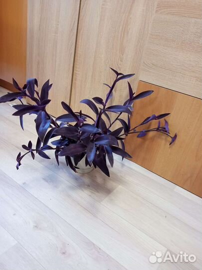 Традесканция рэо