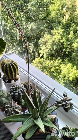 Комнатные цветы Суккулент Гастерия Дювал