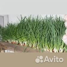 Лук на посадку штутгартен