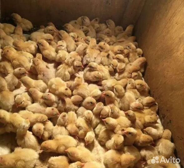 Перепела суточные