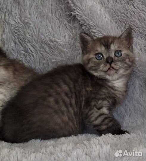 Продаю котенка