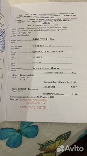 Лошади матки с жеребятами и жеребые