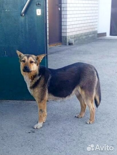 Собака в добрые руки