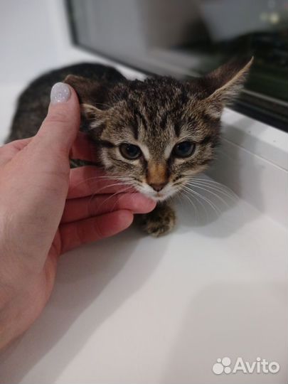 Котёнок