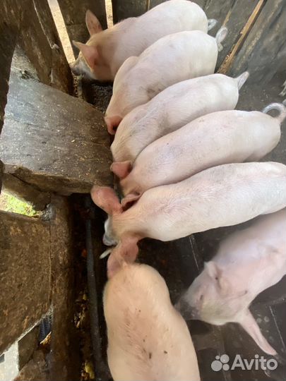Поросята