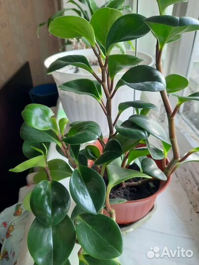 Комнатные растения