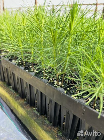 Сеянцы Сосны с зкс Ель Окс Лиственница Кедр Сибир