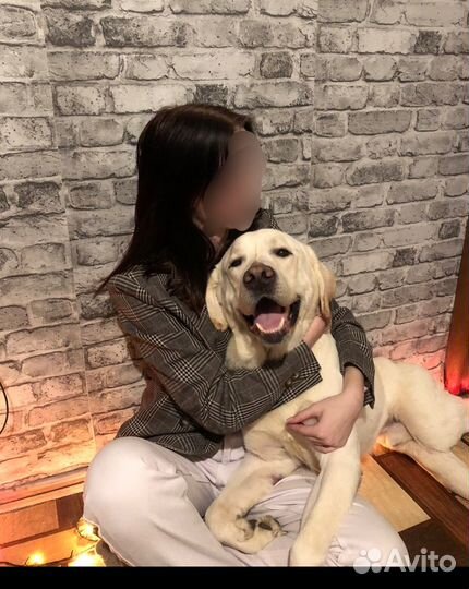 Отдам в добрые руки