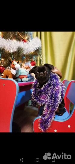 Пти брабансон