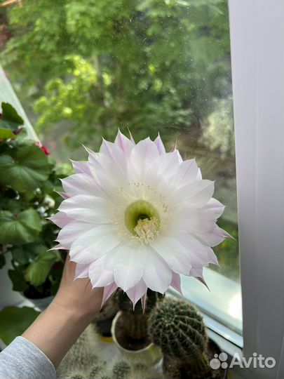 Кактус эхинопсис