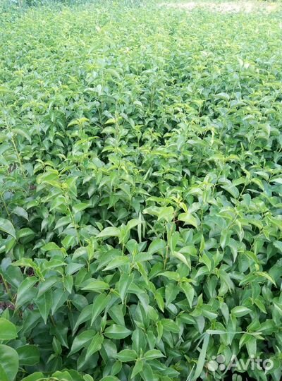 Подвой Антипка (Маголепка)