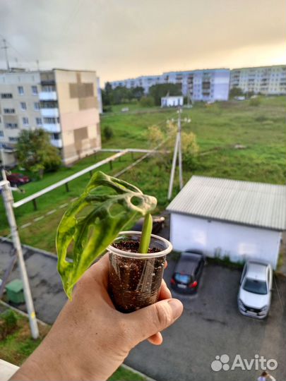 Монстера манки