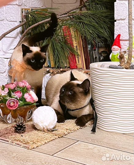 Вязка, Тайский кот