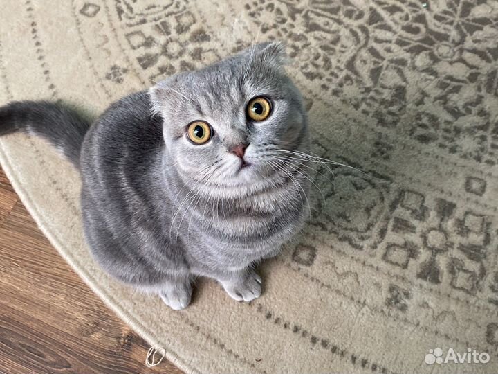 Отдам в добрые руки Шотландские вислоухие кот