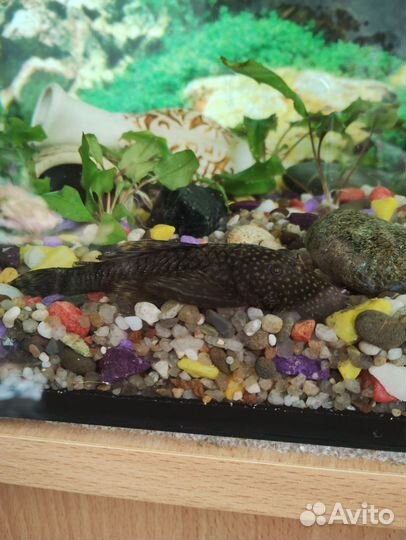 Сомики анциструсы, пара