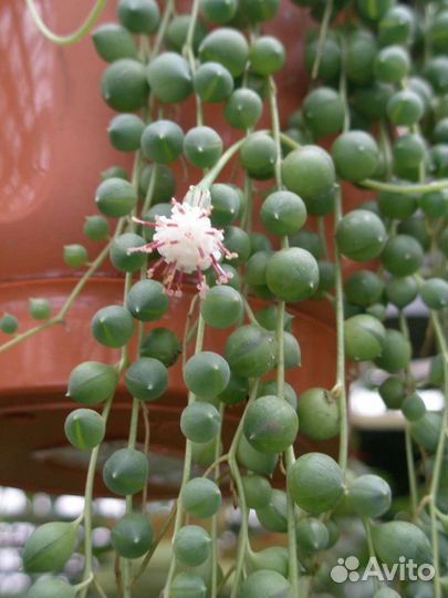 Жемчужные нити