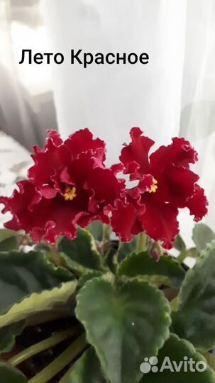 Фиалка сортовая