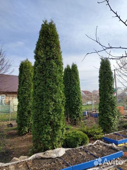 Туи крупномеры