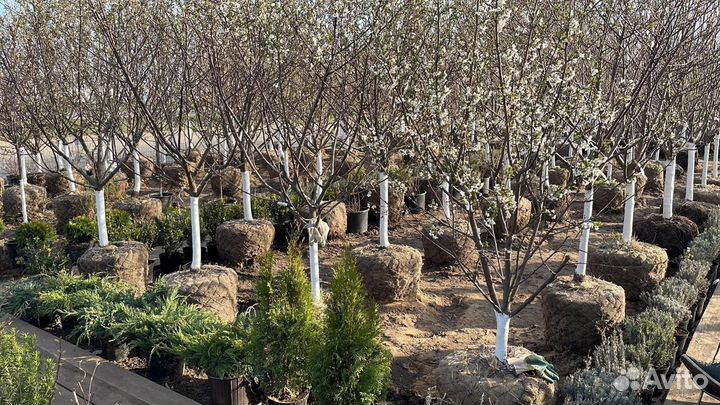 Саженцы яблоня Слава Победителя