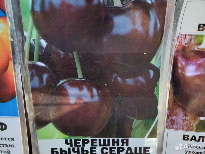 Саженцы плодовых деревьев