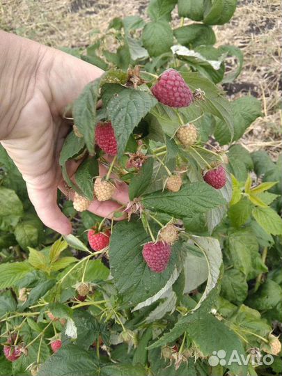 Саженцы малины