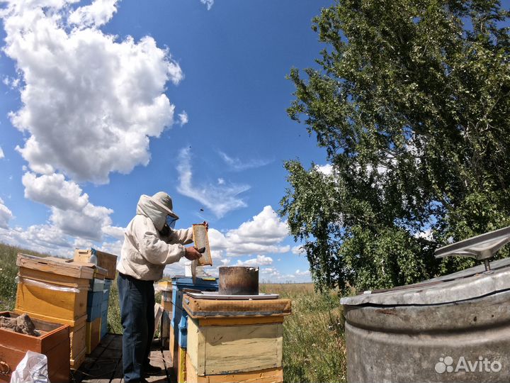 Мёд оптом - своя пасека, цветочный - 7кг