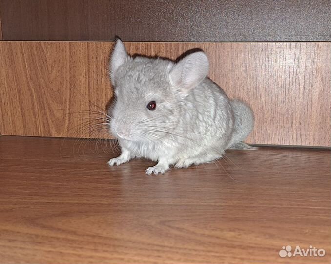 Шиншилла