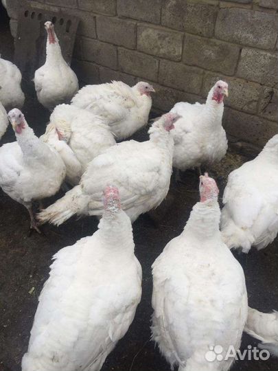 Мясо домашней индейки