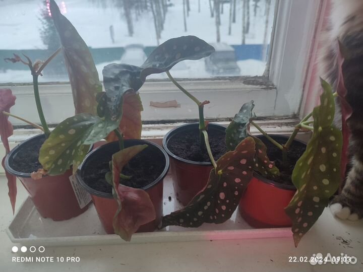 Бегония макулата