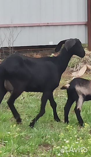 Коза нубийская