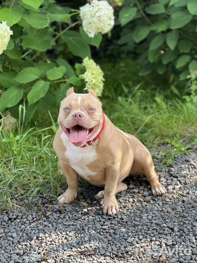 Красавица булли Аврора