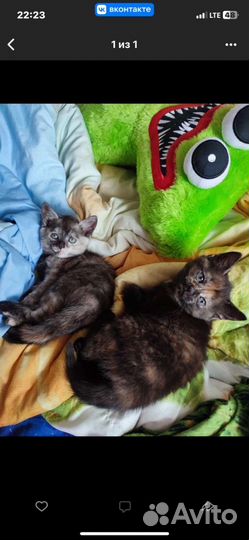 Котятки ищут дом