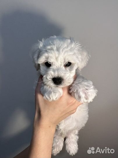 Щенки Бишон-фризе