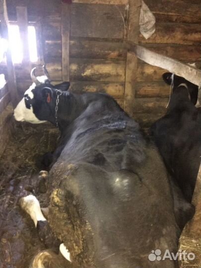 Корова и телята на поемя