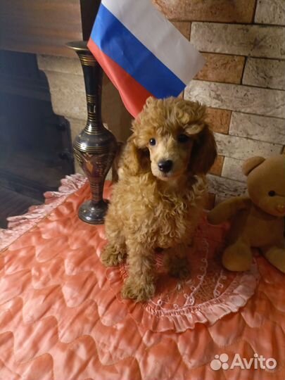 Той пудель щенки с документами мальчики