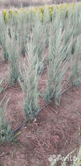 Можжевельник блю эрроу