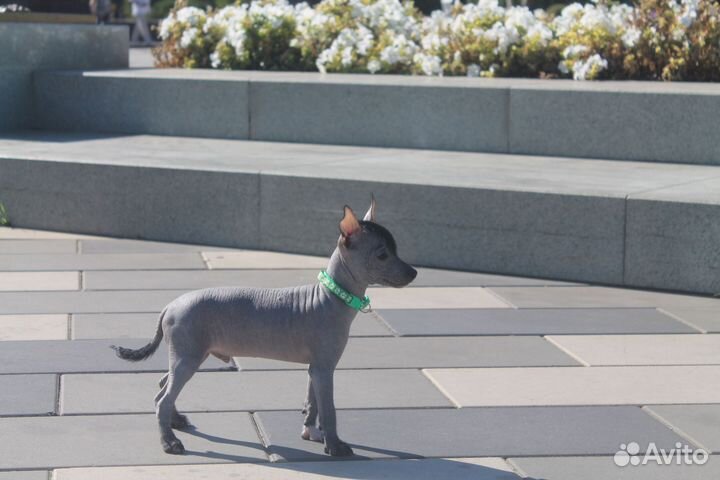 Ксолоитцкуинтли мини(мексиканская голая собака)