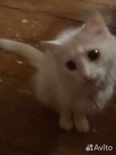 Кошка в добрые руки