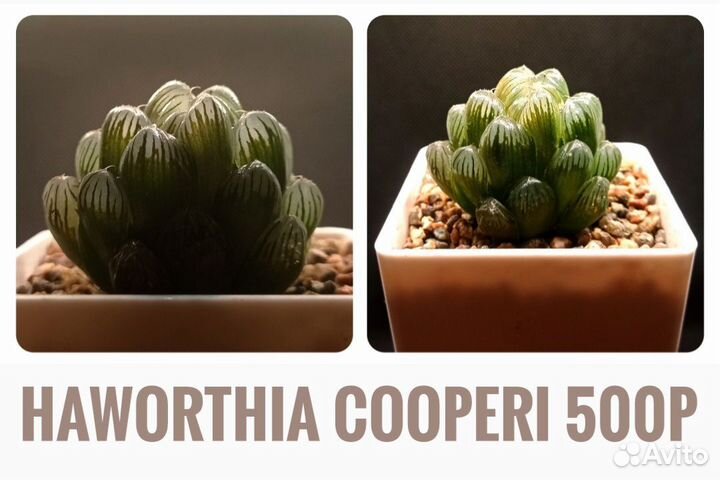 Суккуленты l