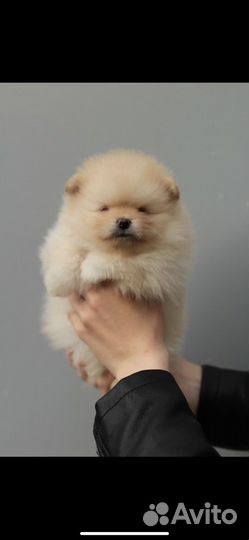 Самые красивые шпицы