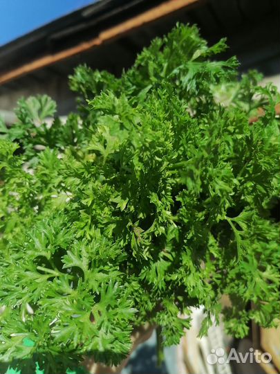 Петрушка домашняя